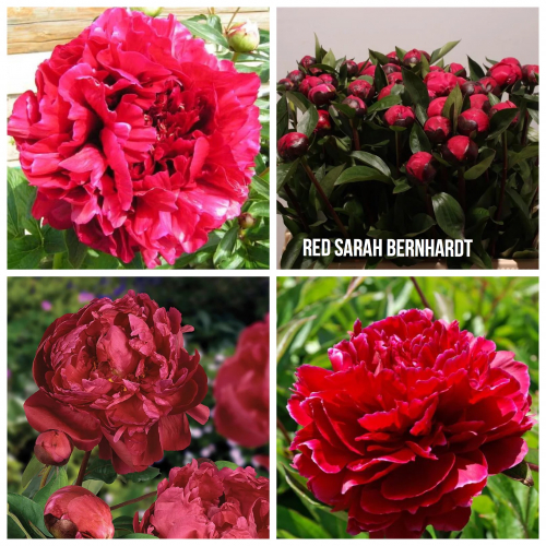 Red Sarah Bernhardt
