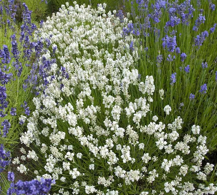 Лаванда узколистная Элеганс Сноу