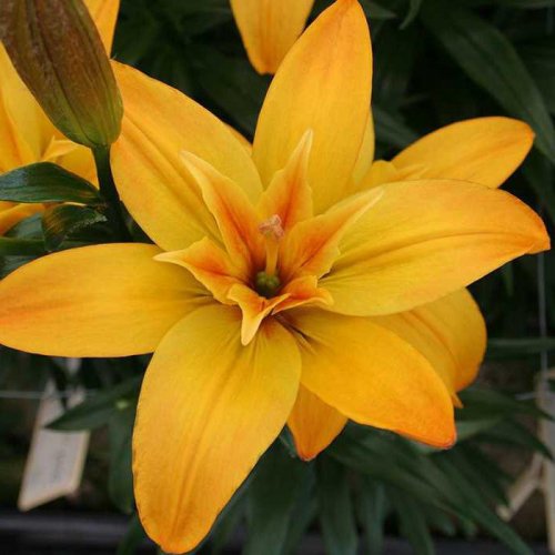 ЛИЛИЯ ГОЛД ТВИН