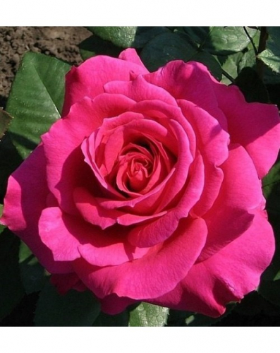 Роза чайно-гибридная ШАКИРА