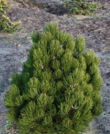 Сосна гельдрейха (Pinus heldreichii Compact Gem) Р14