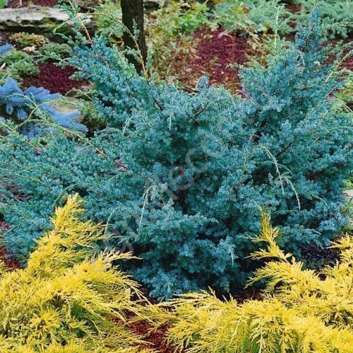 Можжевельник китайский (Juniperus chinensis Blue Alps) C2 20-25