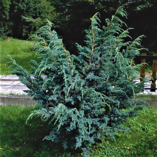 Можжевельник китайский (Juniperus chinensis Blue Alps) C2 20-25