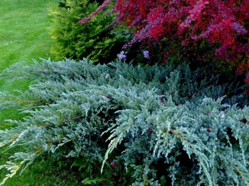 Можжевельник чешуйчатый (Juniperus squamata Blue Carpet) C2 20-30