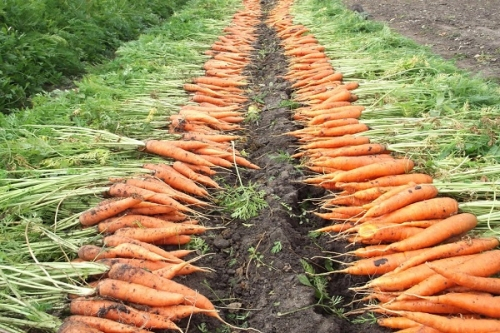 Морковь Русский Размер (100 шт.)