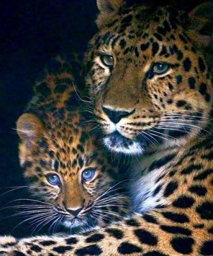 Картины по номерам 40х50 Леопарды