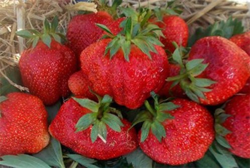 ЗЕМЛЯНИКА ЗЕФИР