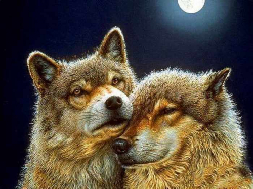 Алмазная вышивка Волк и волчица (АЖ-1200) - картина стразами