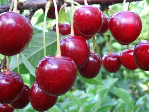 ВИШНЯ, 1-2 ЛЕТКА ХАРИТОНОВСКАЯ
