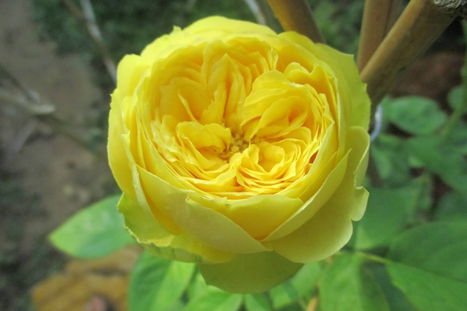 Роза Каталина желтая