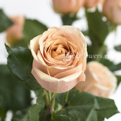 Голден мустард роза фото