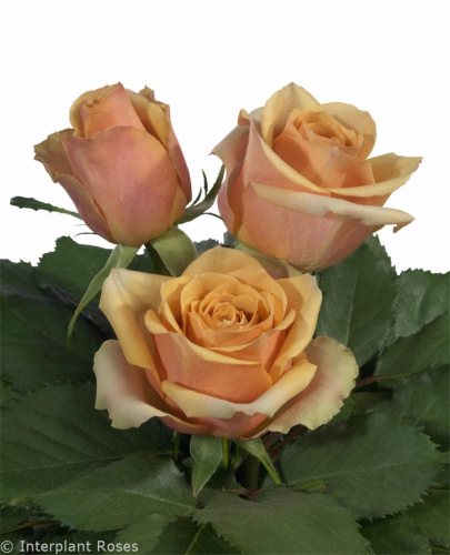 Голден мустард роза фото