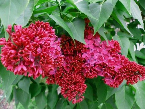 Сирень Красная Москва. gdesemena