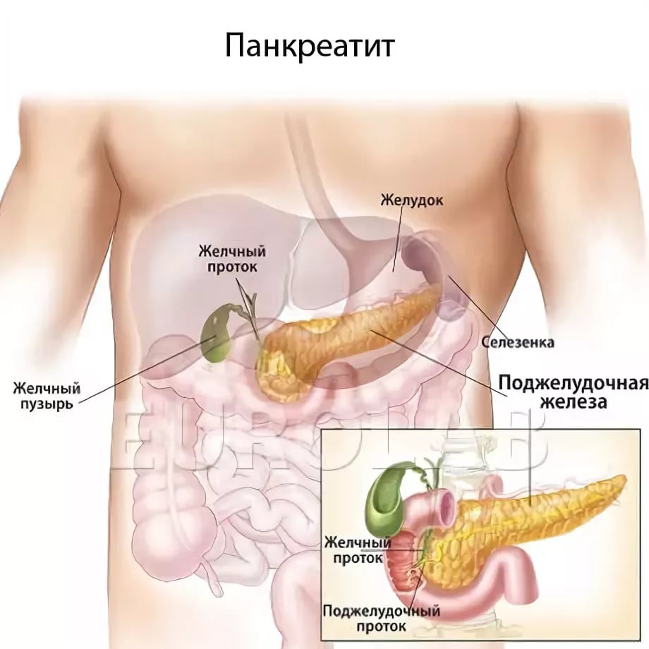 Фото Печени И Поджелудочной Железы