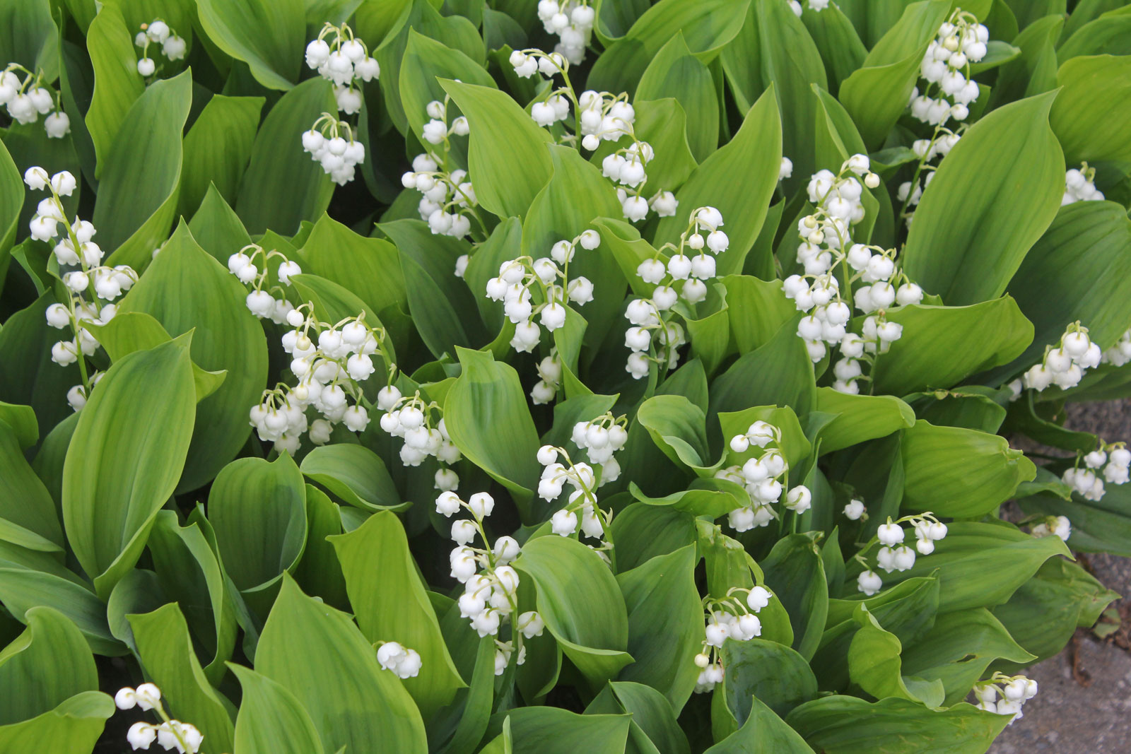 Ландыш Майский grandiflora