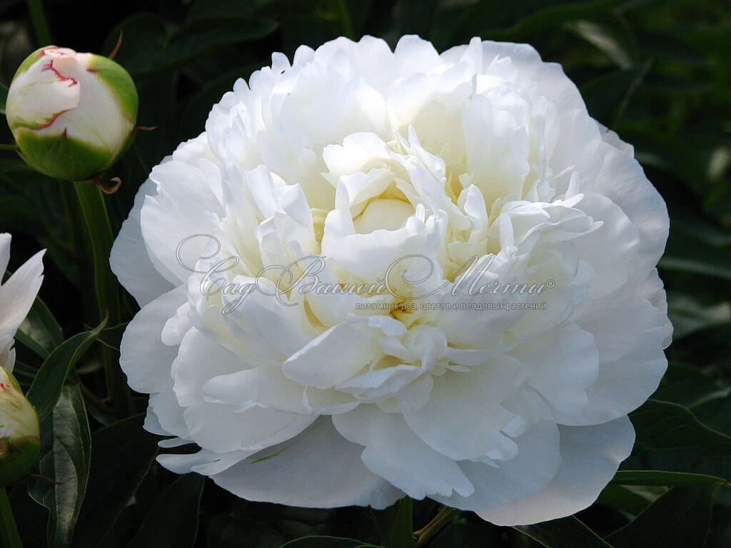 Paeonia Chinook. КФХ