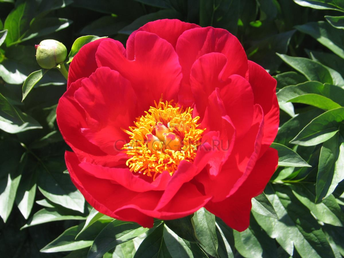 Paeonia Chinook. КФХ