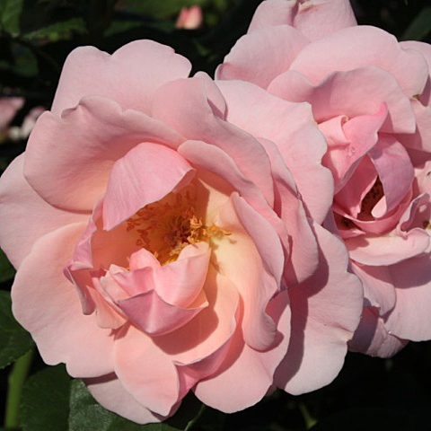 Роза парковая Мархенланд