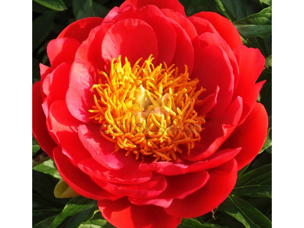 Пион коралл фото Paeonia Coral Magic. КФХ