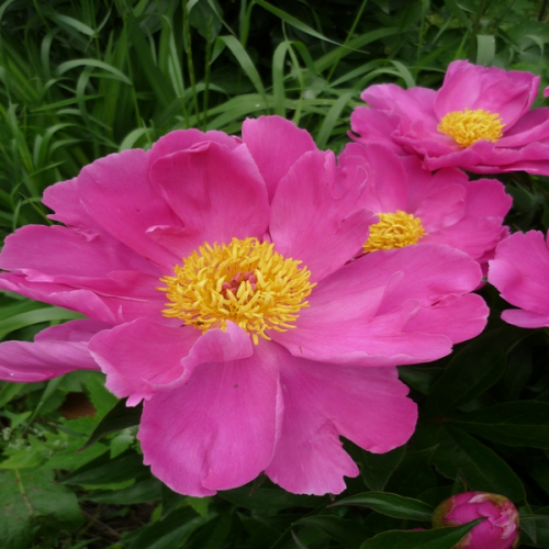 Paeonia Dancing Butterfly. КФХ