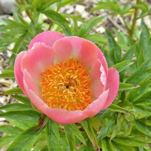 Пион корал голд фото Paeonia Coral n Gold. КФХ