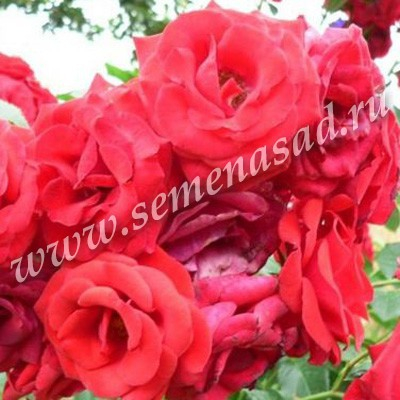 Роза флорибунда Стромболи
