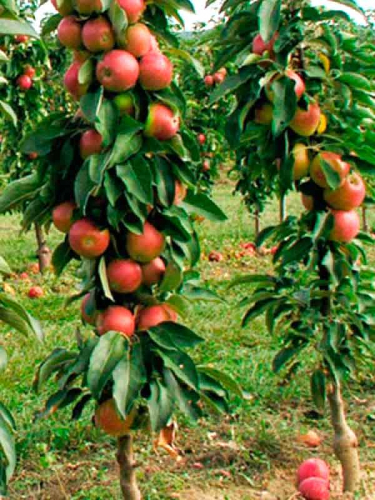 Яблоня колонновидная Баргузин (в коробке) (осенний, плод желто-зеленый с размытым красным румянцем)