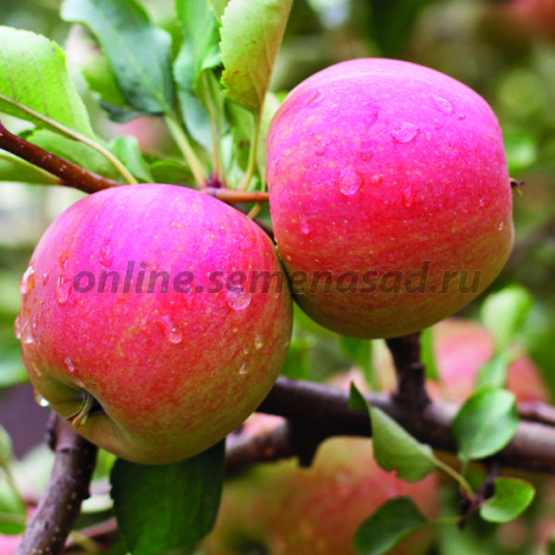 Яблоня Мечта (в коробке) (летний, плод зеленовато-бело-желтый с розово-красным румянцем в виде штрихов)