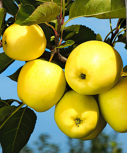 Яблоня колонновидная Золотой початок (подвой М-9, карликовый) (летний, плод лимонно-желтый)