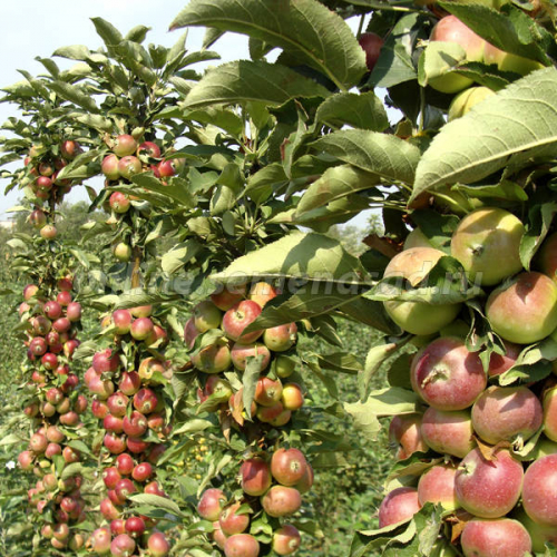 Яблоня колонновидная Приокское (подвой 54-118 полукарл) (зимний, плод зеленый с темно-красным румянцем)