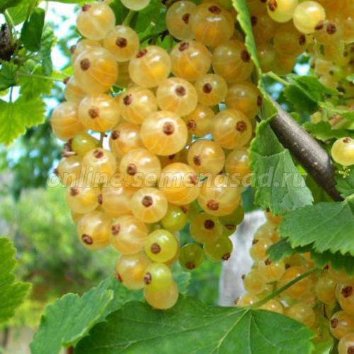 Смородина белая традиционные сорта Смольяниновская (среднеранний, ягода белая)