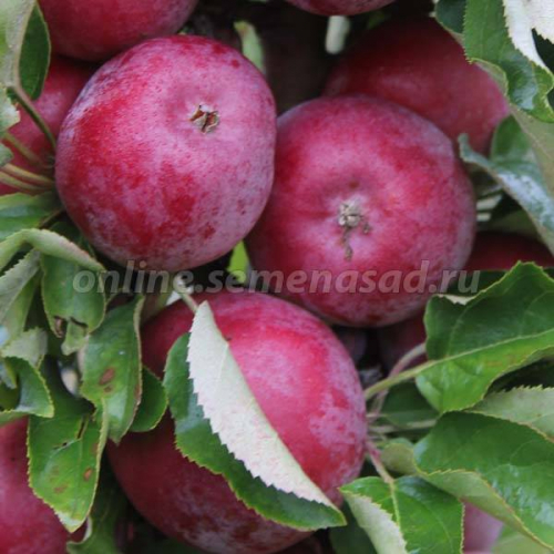 Яблоня Коваленковское (в коробке) (летний, плод зеленоватый с темно-красным румянцем)