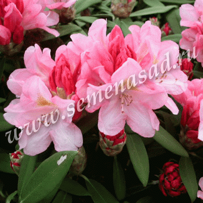 Рододендрон якушиманский Роза Вольке (цветки нежно-розовые)
