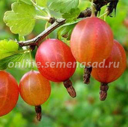 Крыжовник Шершневский (среднепоздний, ягода темно-розовая с матовым налетом)