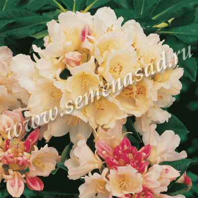 Рододендрон якушиманский Голден Точ (цветки желтые)