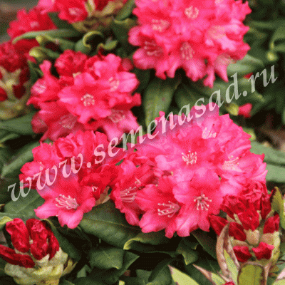 Рододендрон якушиманский Лихтфаер (цветки ярко-красные)