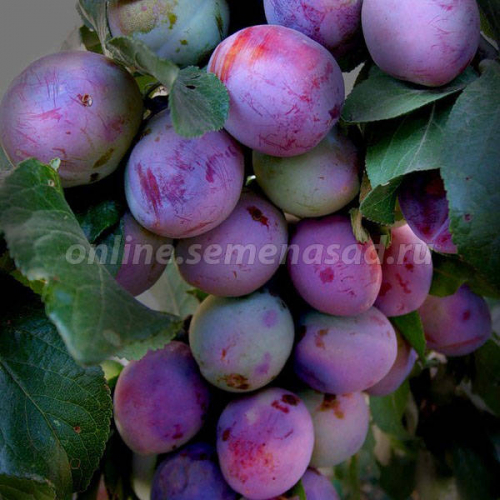 Слива Этюд (средний, плод красно-фиолетовый)