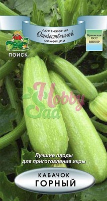 Кабачок Горный (12 шт) Поиск