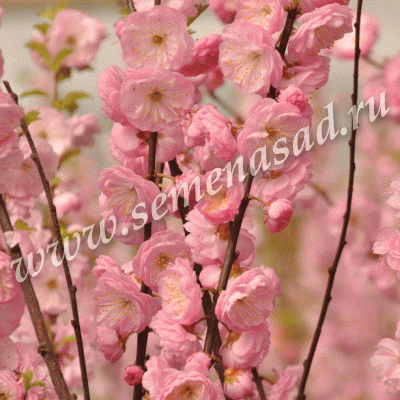 Миндаль трехлопастной Розенмунд (цветки розовые, махровые)