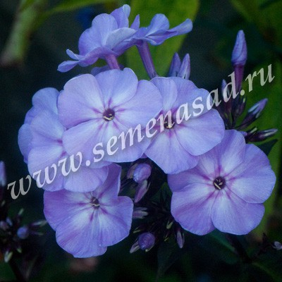 Флокс метельчатый Блу Бой (сиреневый днем,вечером голубоватый с высветлением в центре,соцветие средней плотности,куст прочный)