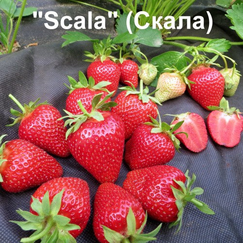 Клубника Скала