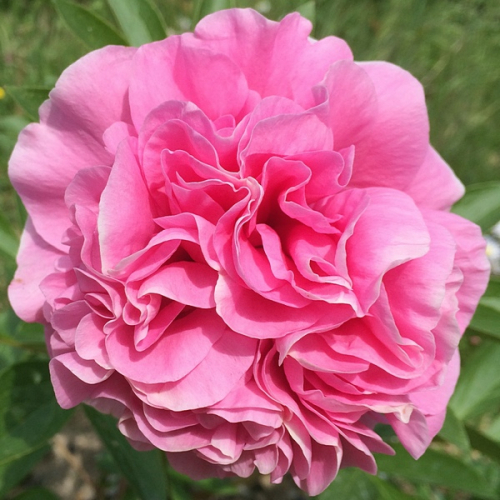 Carnation Bouquet