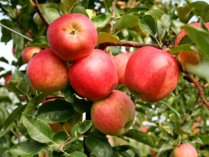 Однолетняя яблоня фото