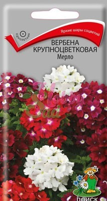Цветы Вербена Мерло крупноцветковая (10 шт) Поиск