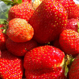 земляника Юния Смайдс, ранний кассета