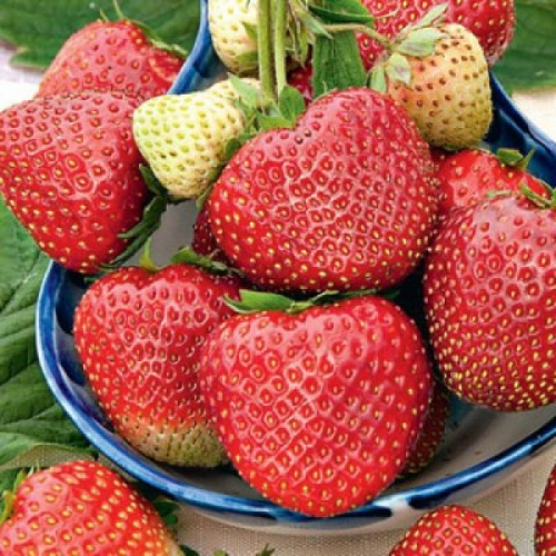 земляника Вивальди, среднепоздний кассета