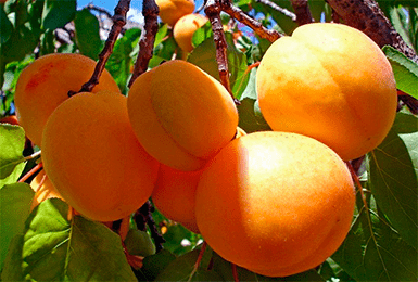 абрикос Лель С3