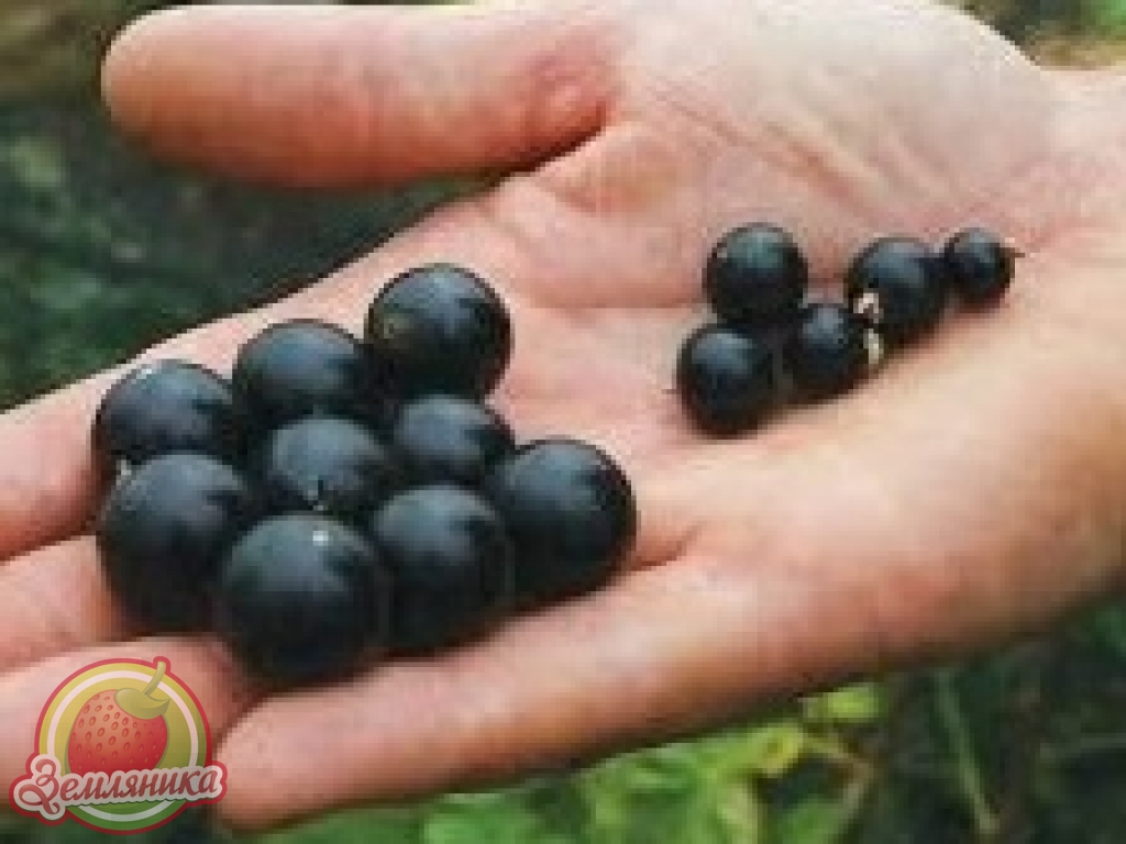 смородина черная Услада С3