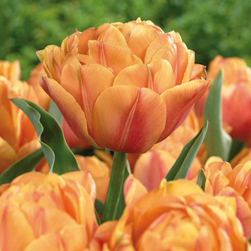 Тюльпан Foxy Foxtrot