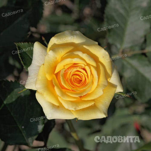 Йеллоу стар
